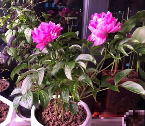 有些花就欠冻，扔在室外不用管，花开艳丽！