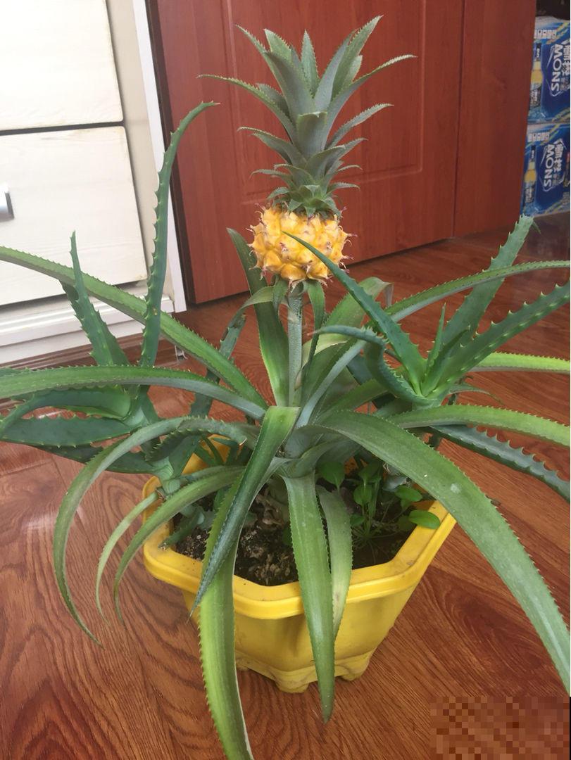 吃完的菠萝别扔，栽到土里还能活，养上几年能结果！