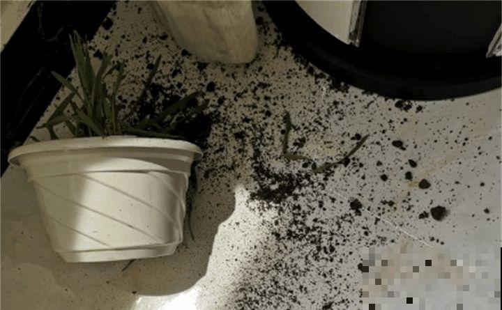 叶子被狗啃光了,还能不能活?糟心! 叶子被狗啃光了,还能不能活?糟心!