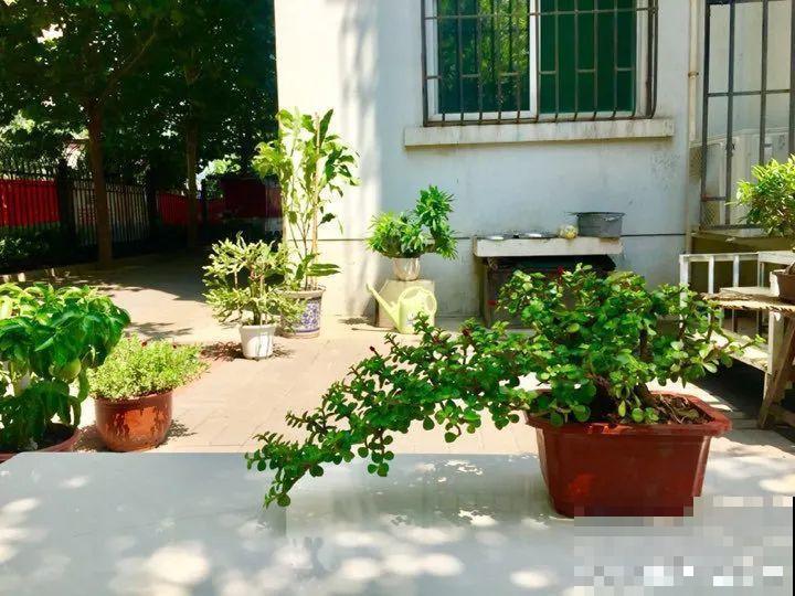 金枝玉叶开花了,特罕见,比雅乐之舞还美! 金枝玉叶开花了,特罕见,比雅乐之舞还美!