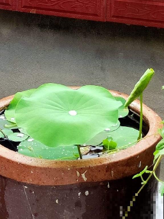 4种花晒干，塞到枕头里，夜夜安稳睡的香