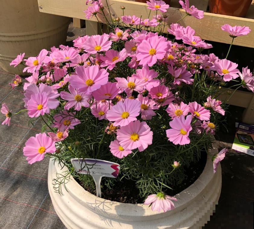 波斯菊很讲究,水肥不到位,光长个子不开花! 波斯菊很讲究,水肥不到位,光长个子不开花!