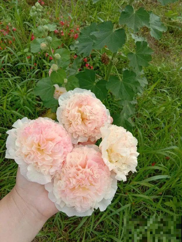 20种花特耐寒，放外面冻一冻，开花更多