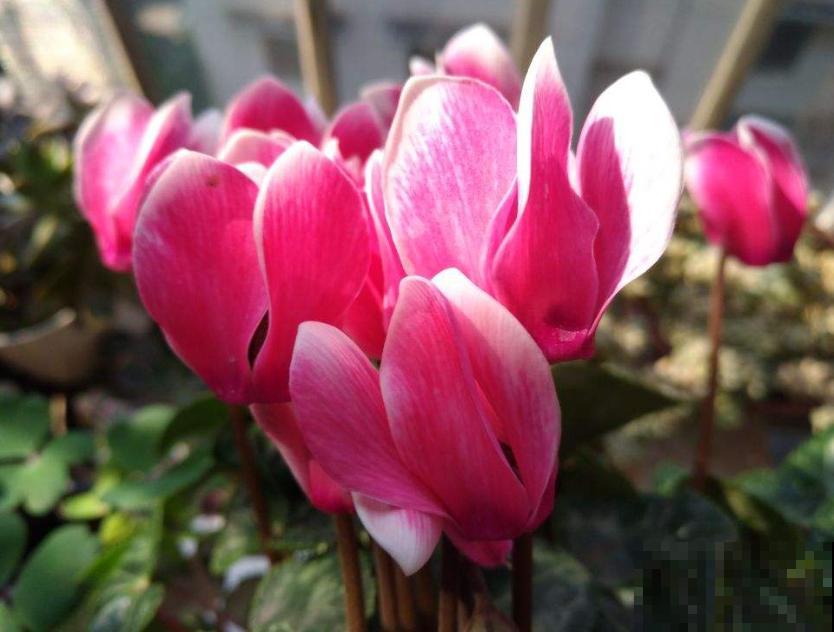 植物命名的5种方式,新奇有趣! 植物命名的5种方式,新奇有趣!