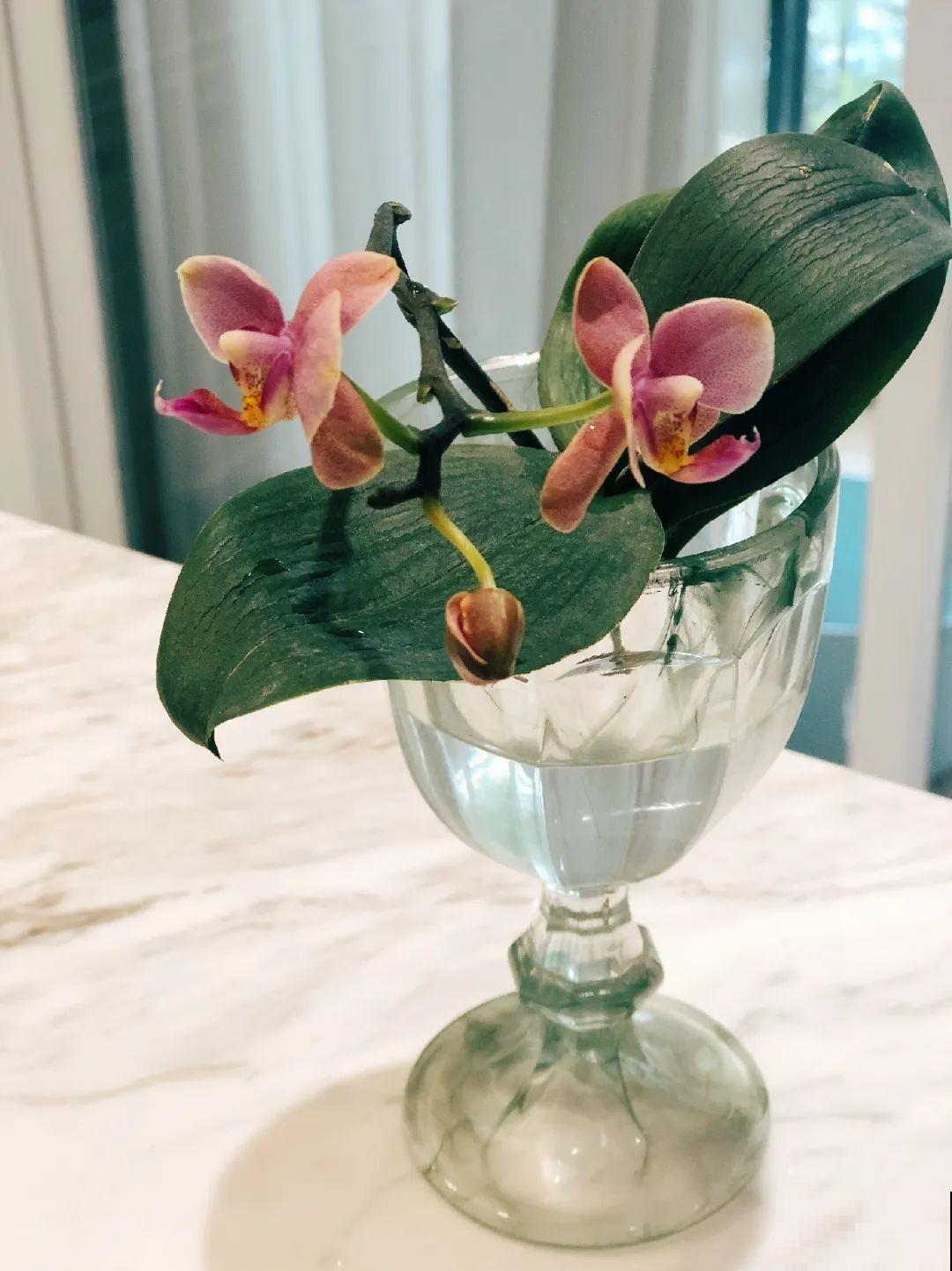 6种花水培更好,方便还干净,开花一串串 6种花水培更好,方便还干净,开花一串串