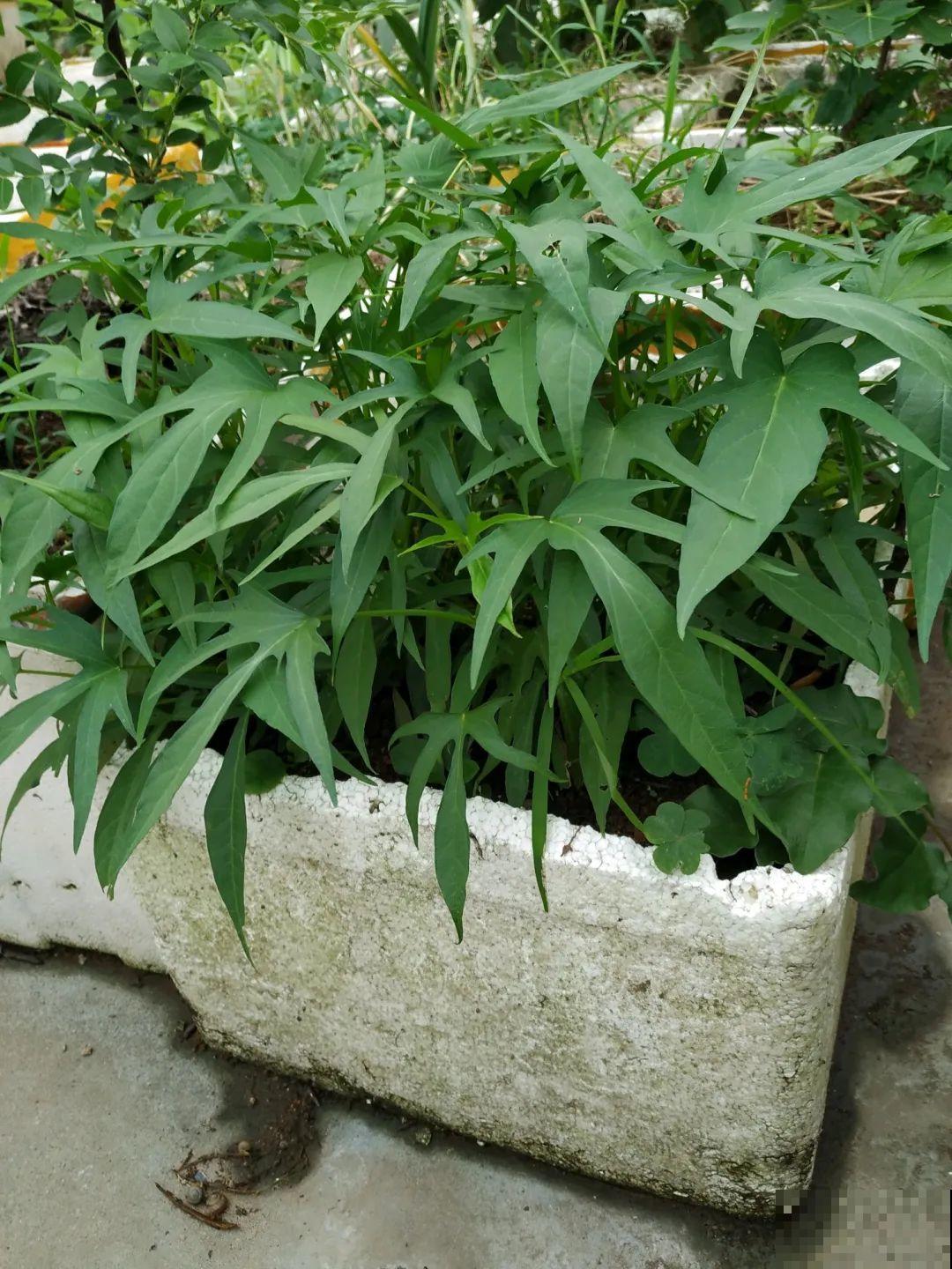 路过垃圾桶，捡走两个泡沫箱，回家扦插出了一大片花