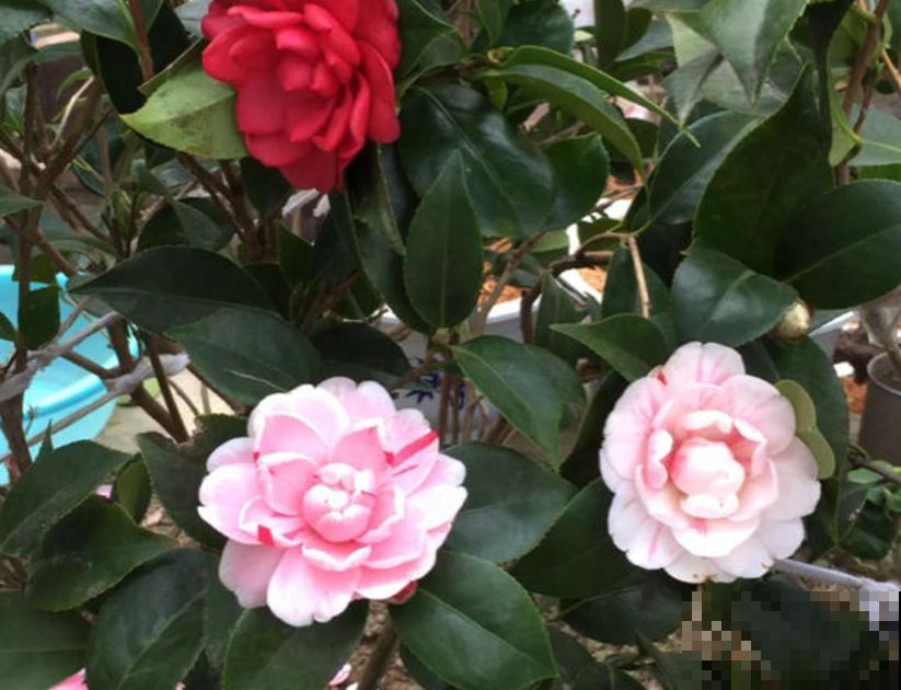 茶花五色赤丹，一花五色，花大如碗！