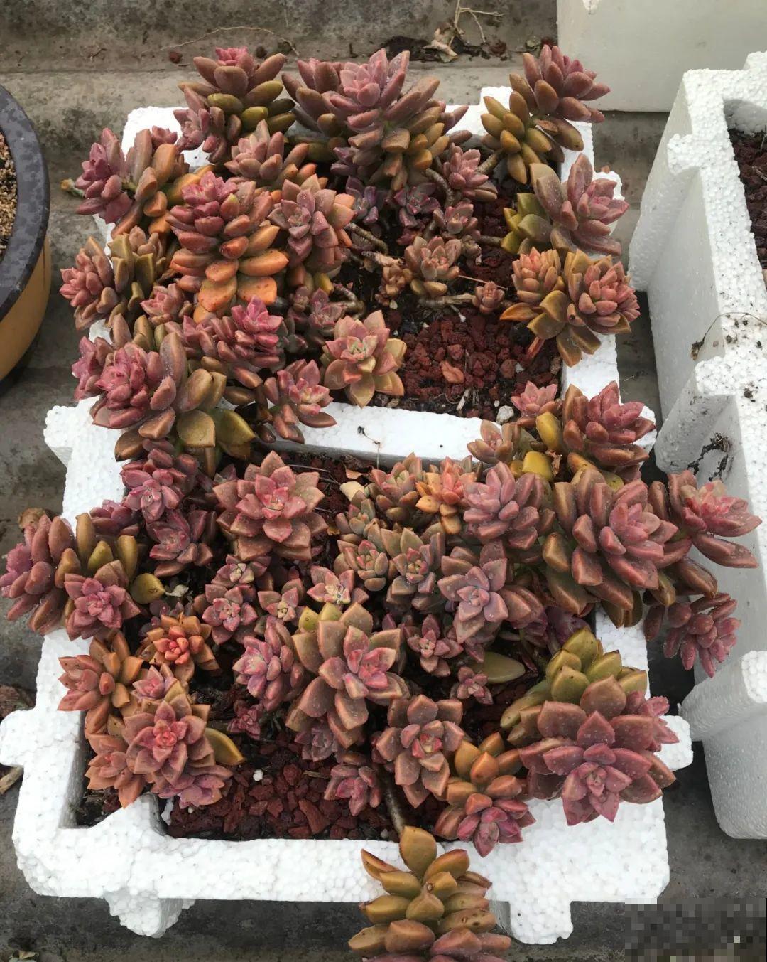 路过垃圾桶，捡走两个泡沫箱，回家扦插出了一大片花