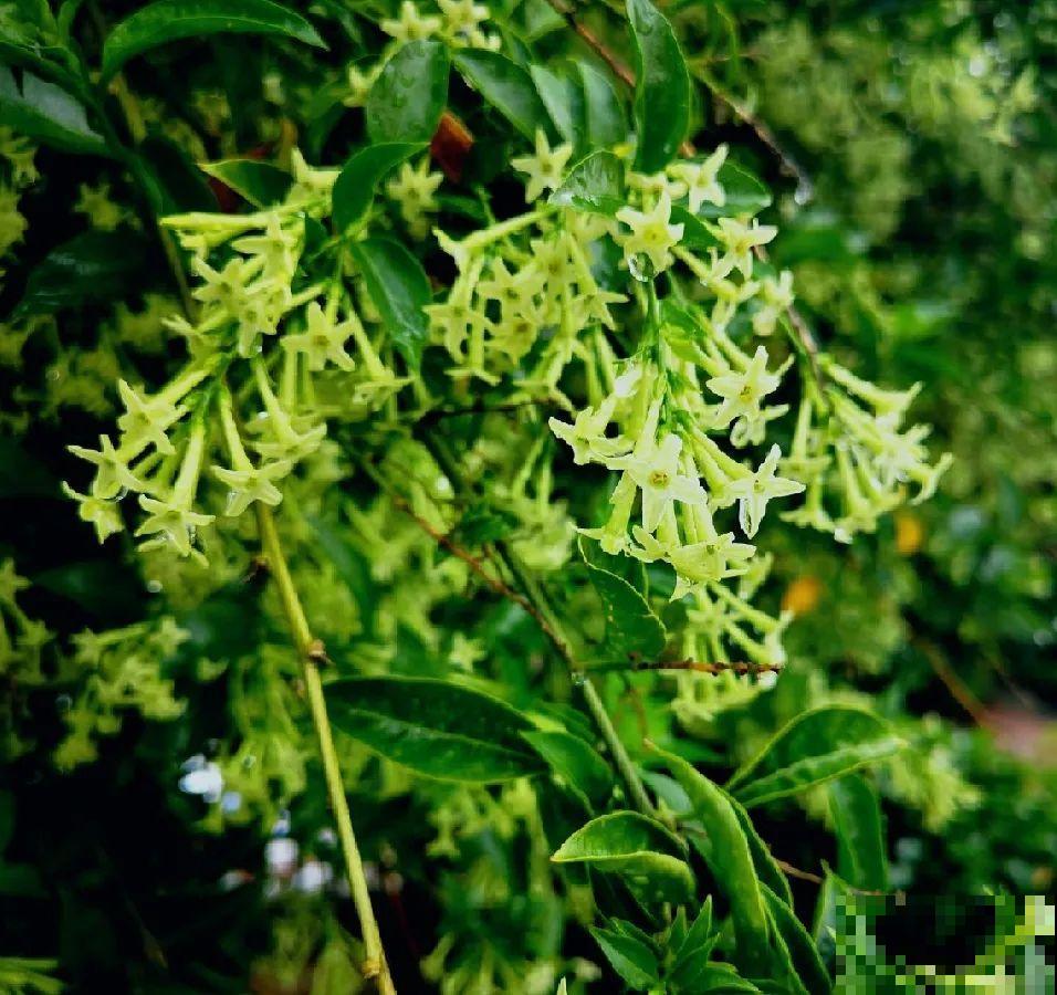 1种花叫大花犀角，闻久了头晕，家里养要小心！