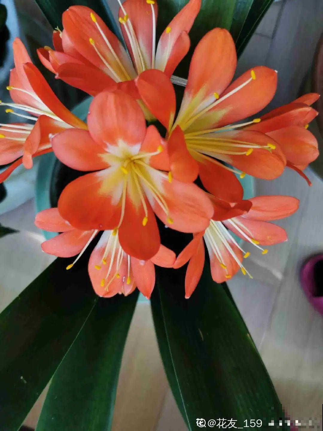 秋天开始降温了,9种花放外面冻一冻,开出饱满大花球 秋天开始降温了,9种花放外面冻一冻,开出饱满大花球