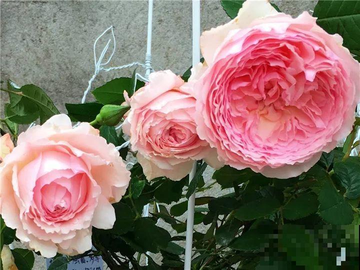 这种花品种多,花型好,养了你就爱上了! 这种花品种多,花型好,养了你就爱上了!