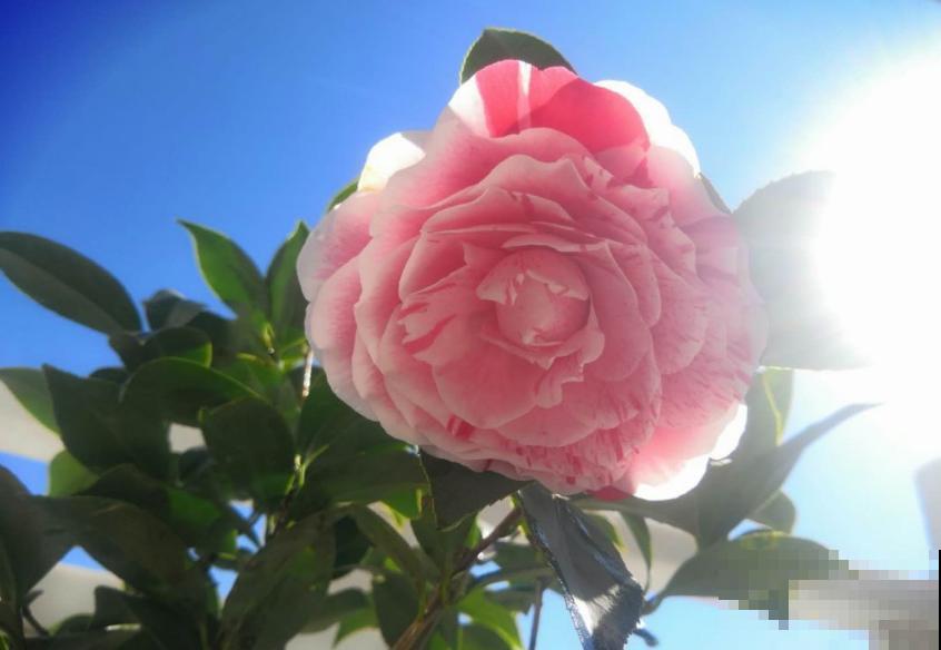 茶花五色赤丹，一花五色，花大如碗！