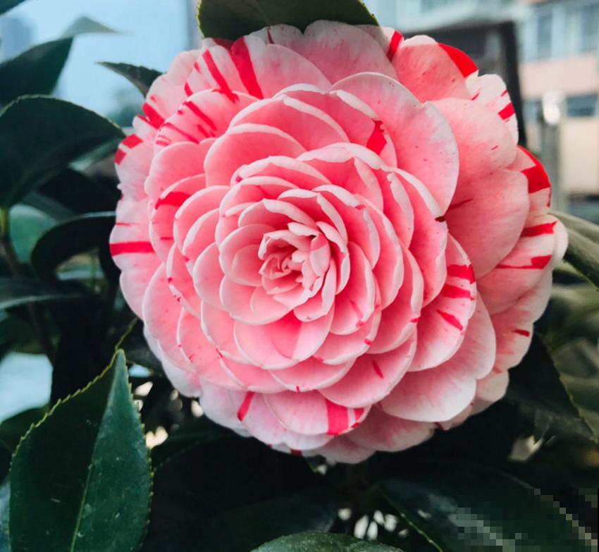 茶花五色赤丹，一花五色，花大如碗！