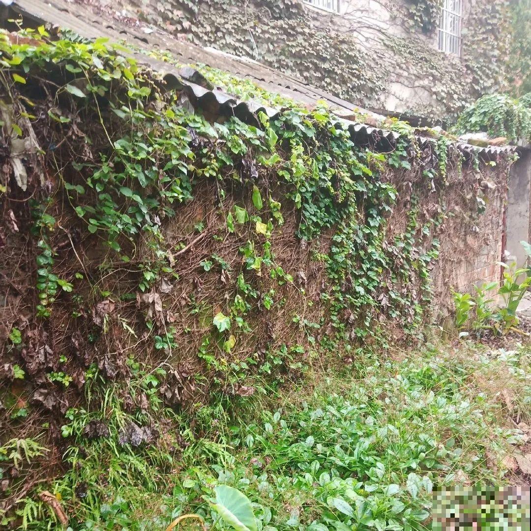爬山虎不能随便养,爬满墙后特潮湿,还可能破坏墙体! 爬山虎不能随便养,爬满墙后特潮湿,还可能破坏墙体!