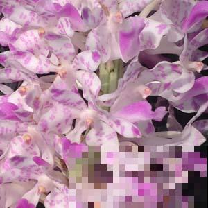 这种花叫多花指甲兰，花量特大，像毛茸茸的狐狸尾巴！