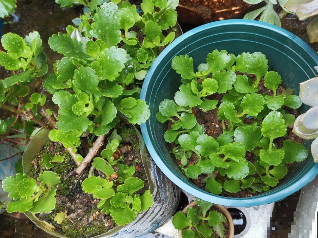 8种花，养嫩不养老，老了要多修剪！