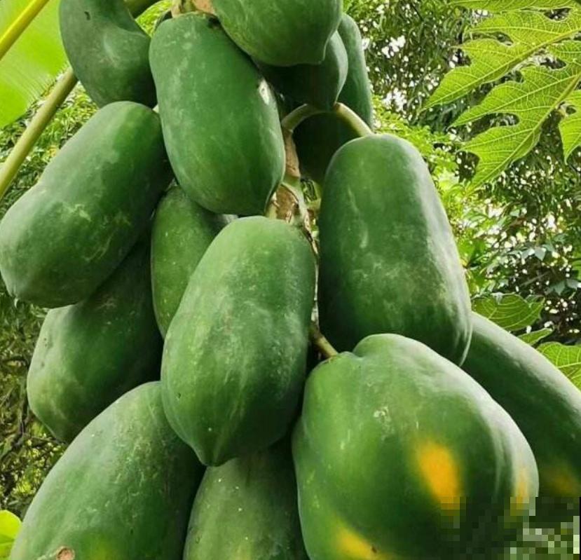 土里挖个坑，扔几粒“黑珍珠”，长出大甜果，美滋滋！