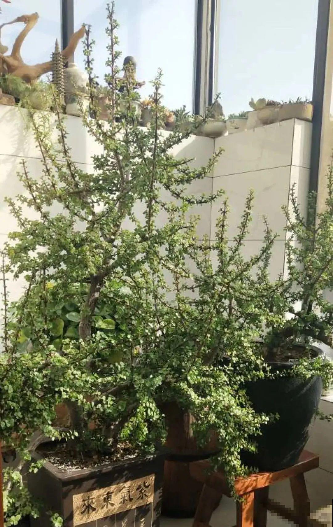 养了几十年的花,竟然是从牙签苗长起来,太辛苦! 养了几十年的花,竟然是从牙签苗长起来,太辛苦!