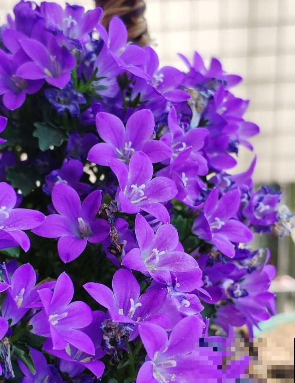 紫莹莹的丹麦风铃草，花朵像小钟，一开花就爆一大盆！