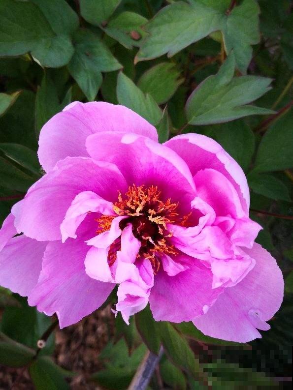 兰花扔室外，5℃冻俩月，开花一茬接一茬