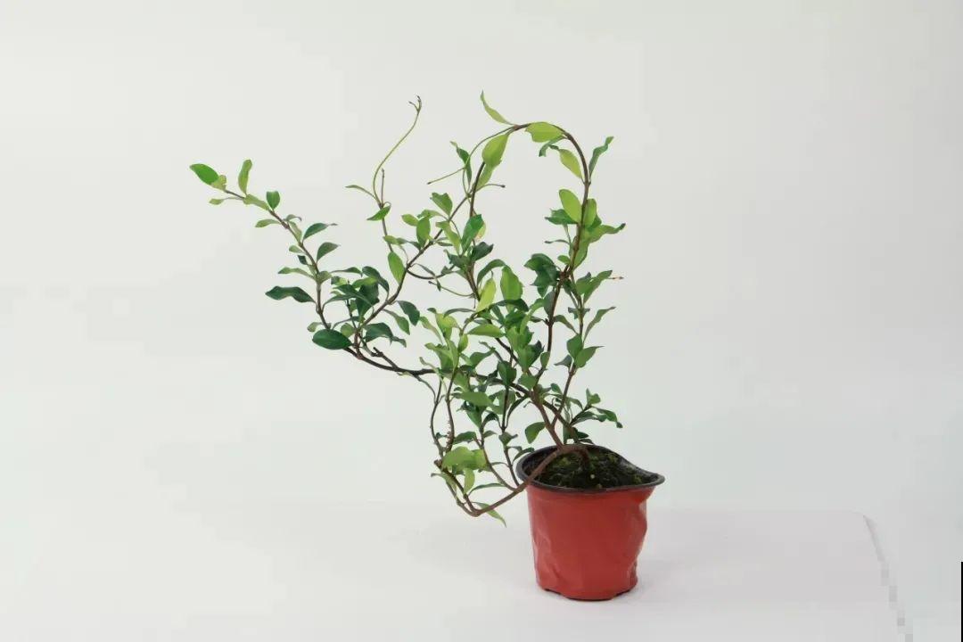 家里养盆香香花，1次开上一面墙，2年养成粉色花墙