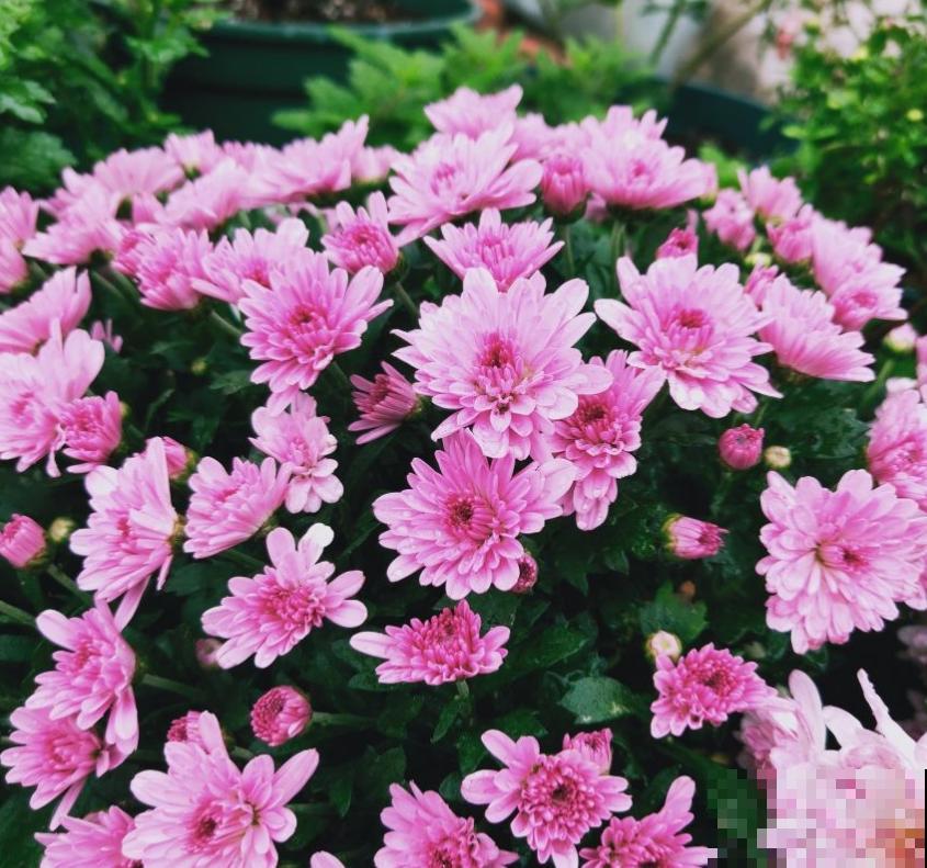 秋天养盆球菊，盆栽大花球，特适合家庭观赏！