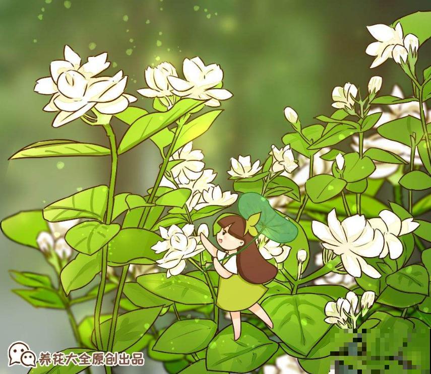 花茶不要乱配，不分清种类，一不小心就中毒啦！