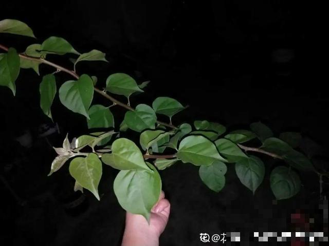 十月养这花,撸叶子、少浇水,10天冒出大花苞! 十月养这花,撸叶子、少浇水,10天冒出大花苞!
