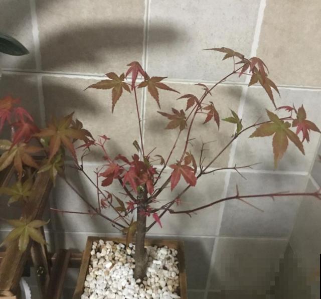 红舞姬红叶变绿，是养护不到位，从这4点找原因！