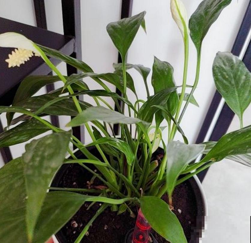 一帆风顺特怕冷，找个塑料袋，顺顺当当过冬！