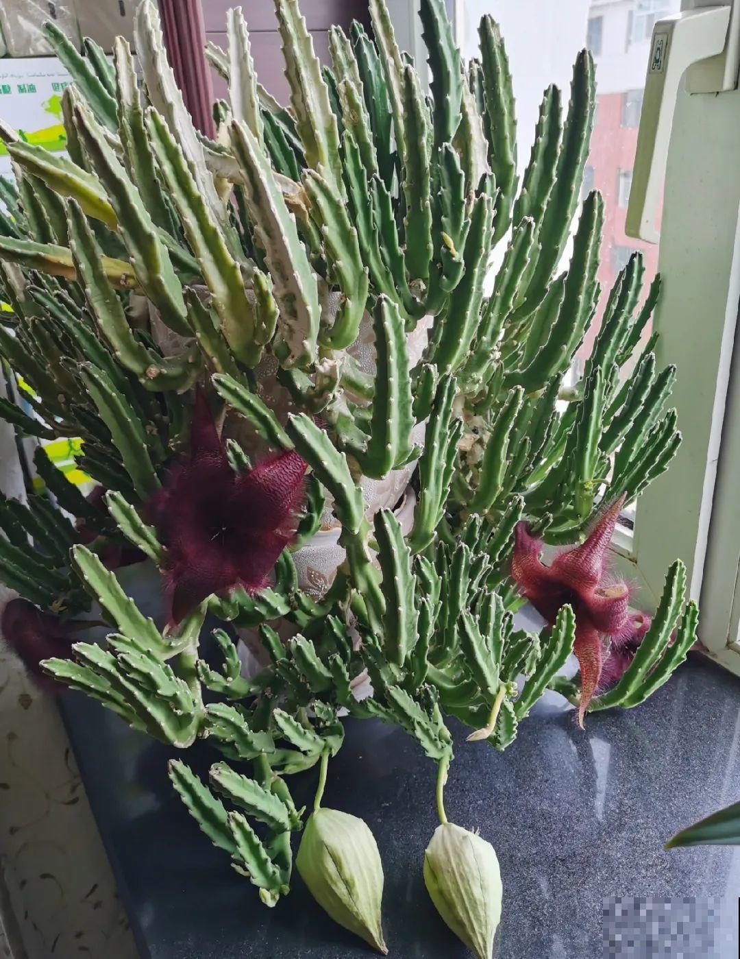 1种花叫大花犀角，闻久了头晕，家里养要小心！