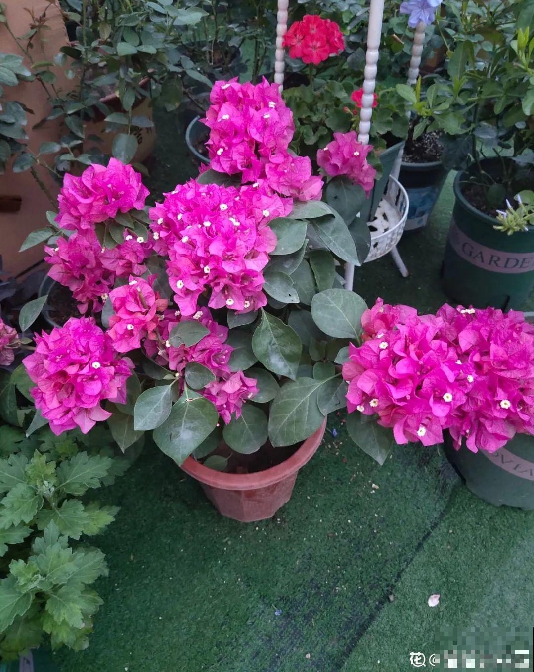 养三角梅，这几点做不对，光长叶子不开花！