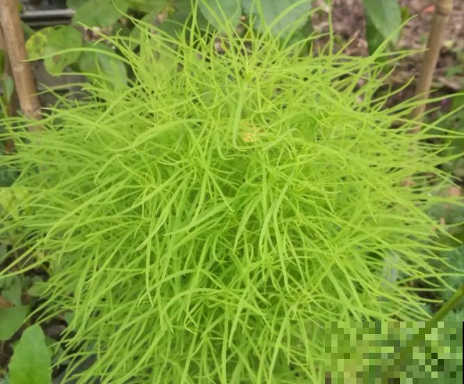 农村没人要的草，薅一把种院子里，很多土豪都在养！