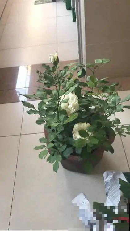 叶子被狗啃光了,还能不能活?糟心! 叶子被狗啃光了,还能不能活?糟心!