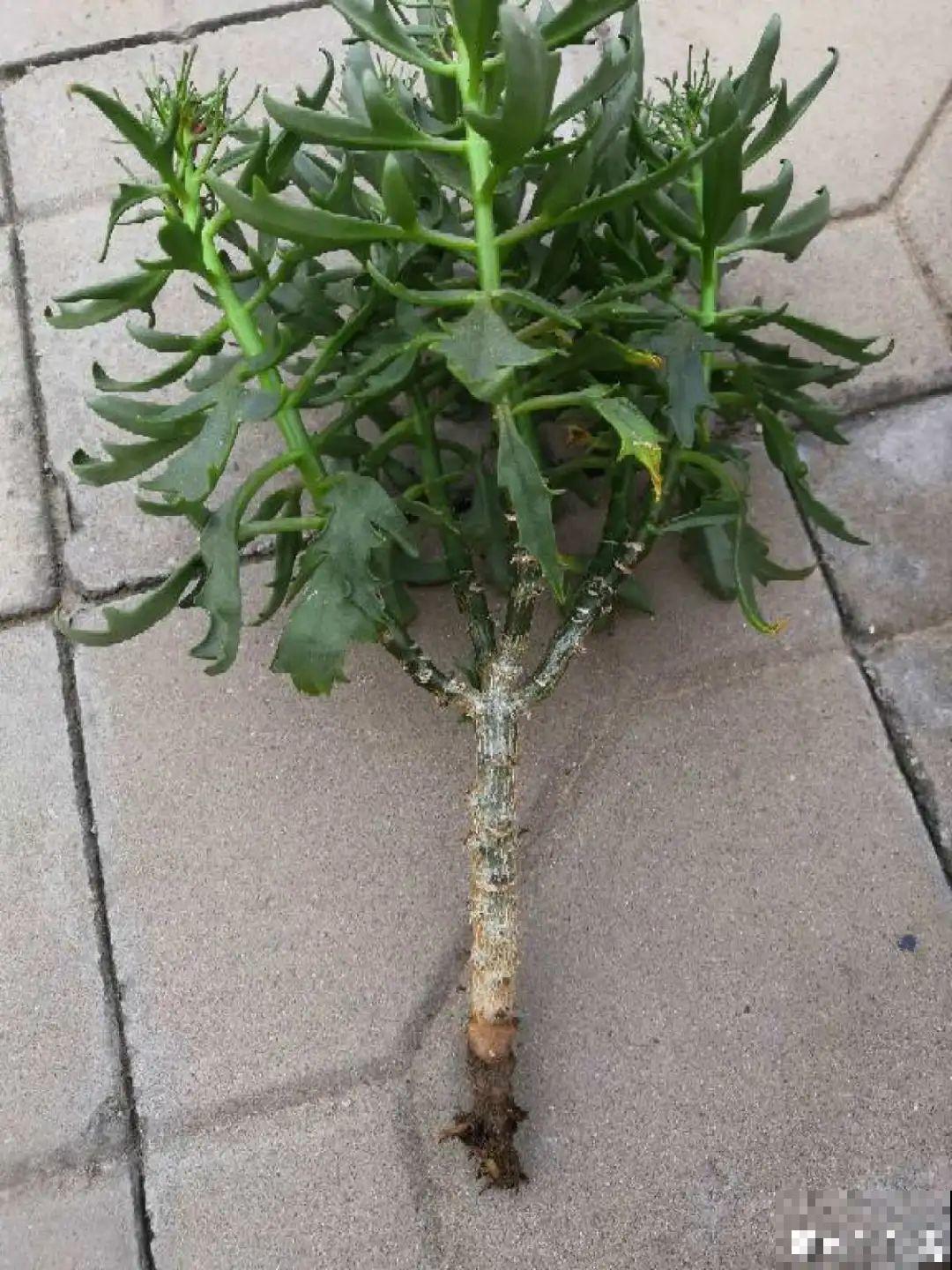 8种花，养嫩不养老，老了要多修剪！