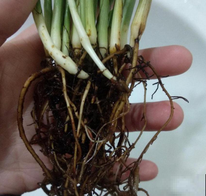 花卉总烂根？问题不一定在浇水上，这3个细节要注意！