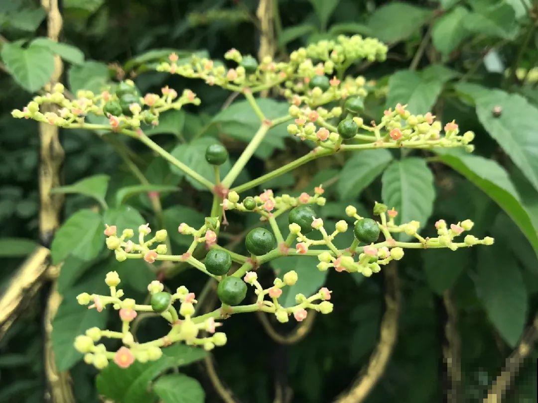救命！入侵植物爬进院子，三年都杀不完！
