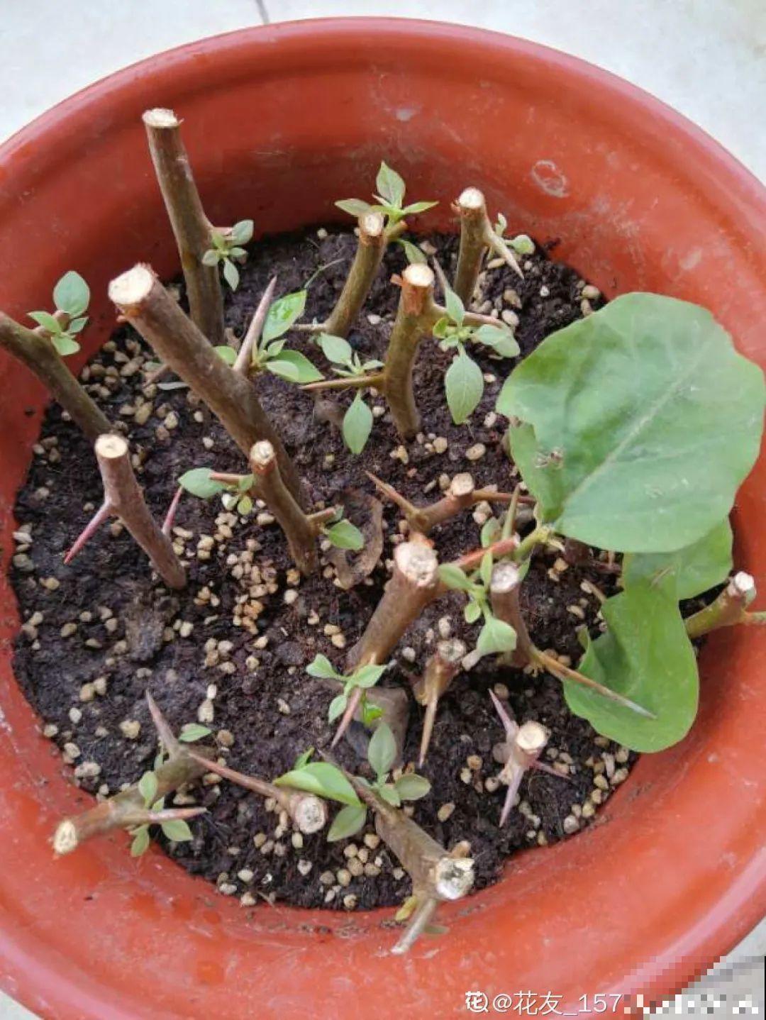 特欠剪的花,越剪越好看,花开不断! 特欠剪的花,越剪越好看,花开不断!