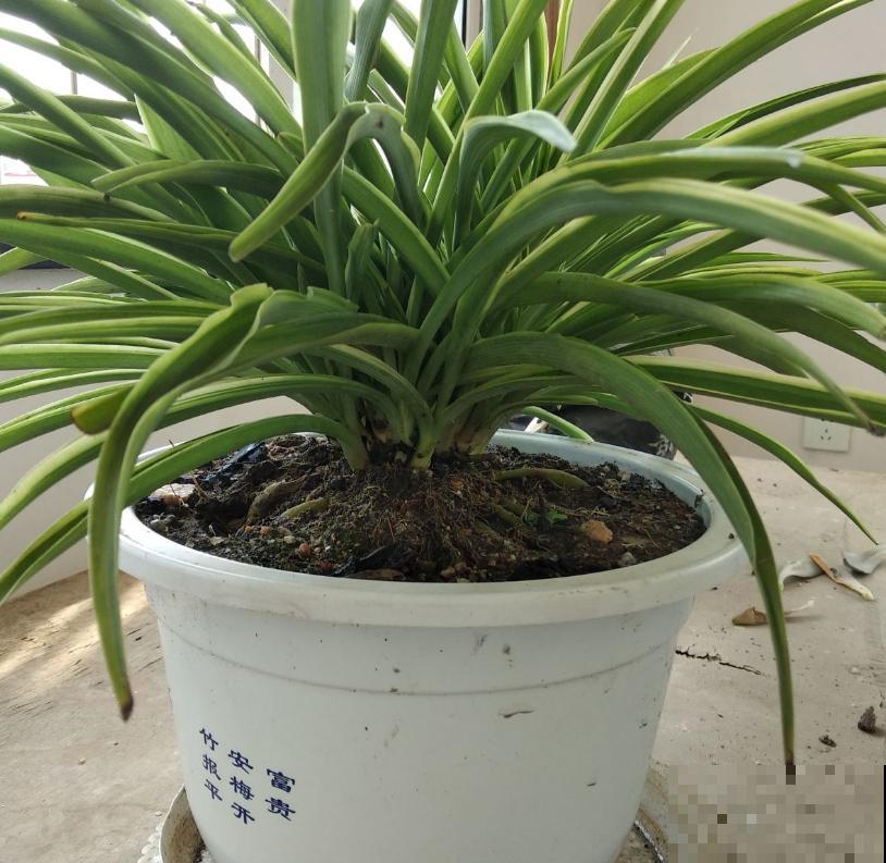 吊兰叶子以宽为美，做好这5点，吊兰颜值嗖嗖上升！