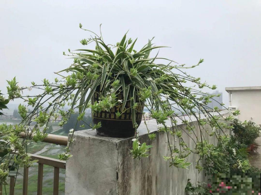 这些花快搬进室内，再不搬就晚啦！死翘翘！