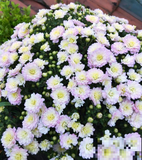 秋天养盆球菊，盆栽大花球，特适合家庭观赏！