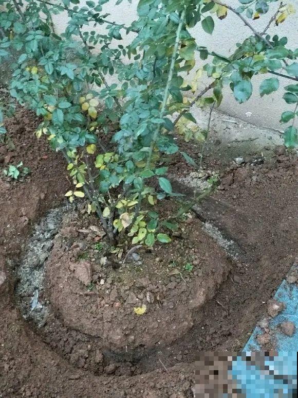 大螃蟹做花肥,秋天大补,花吃完就疯长了! 大螃蟹做花肥,秋天大补,花吃完就疯长了!