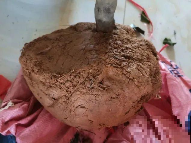 50年的桂花树,卖了5万块钱,大家觉得值吗? 50年的桂花树,卖了5万块钱,大家觉得值吗?