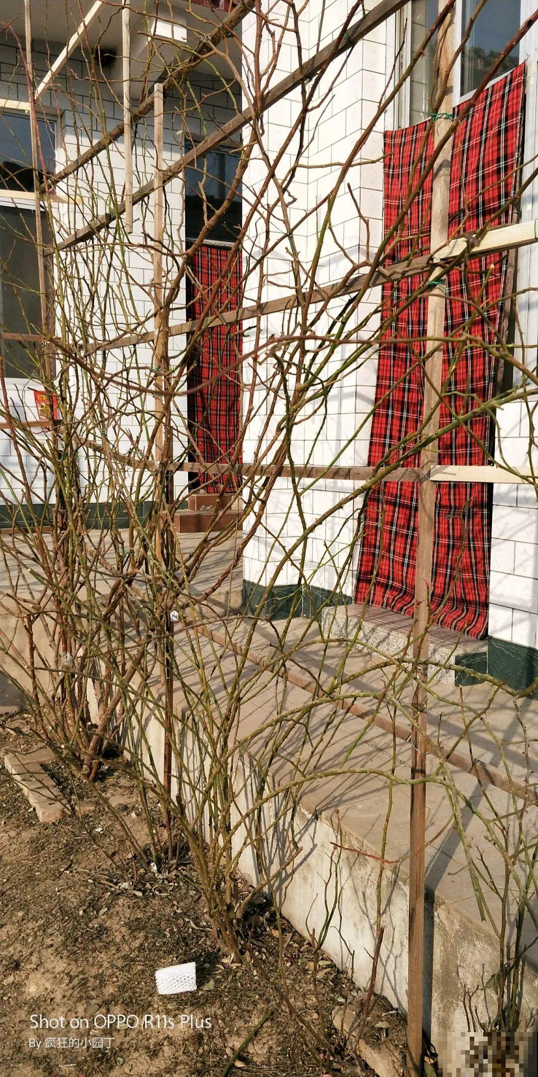 7种花冬天要休眠，看着好像枯死了，千万别丢掉