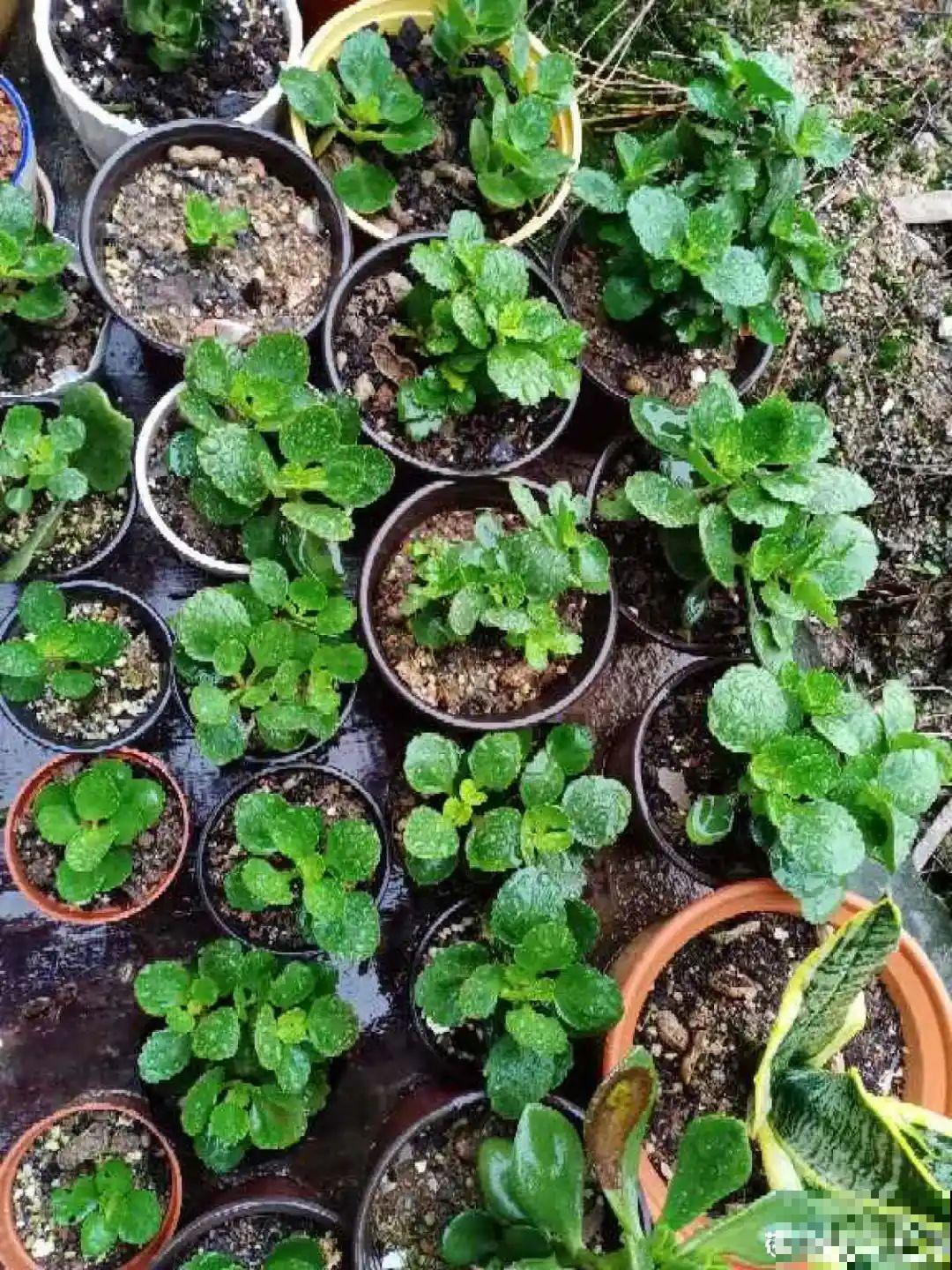 小盆养花好，大盆养花死，真准！