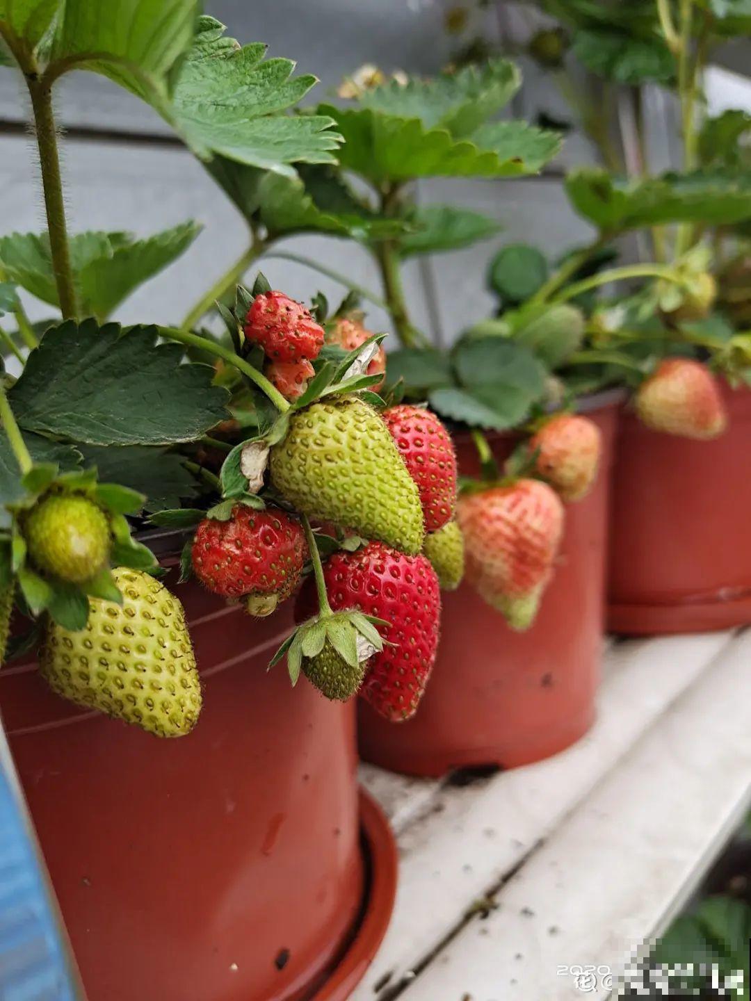 冬天养盆草莓，一盆能结不少果子，全家都够吃