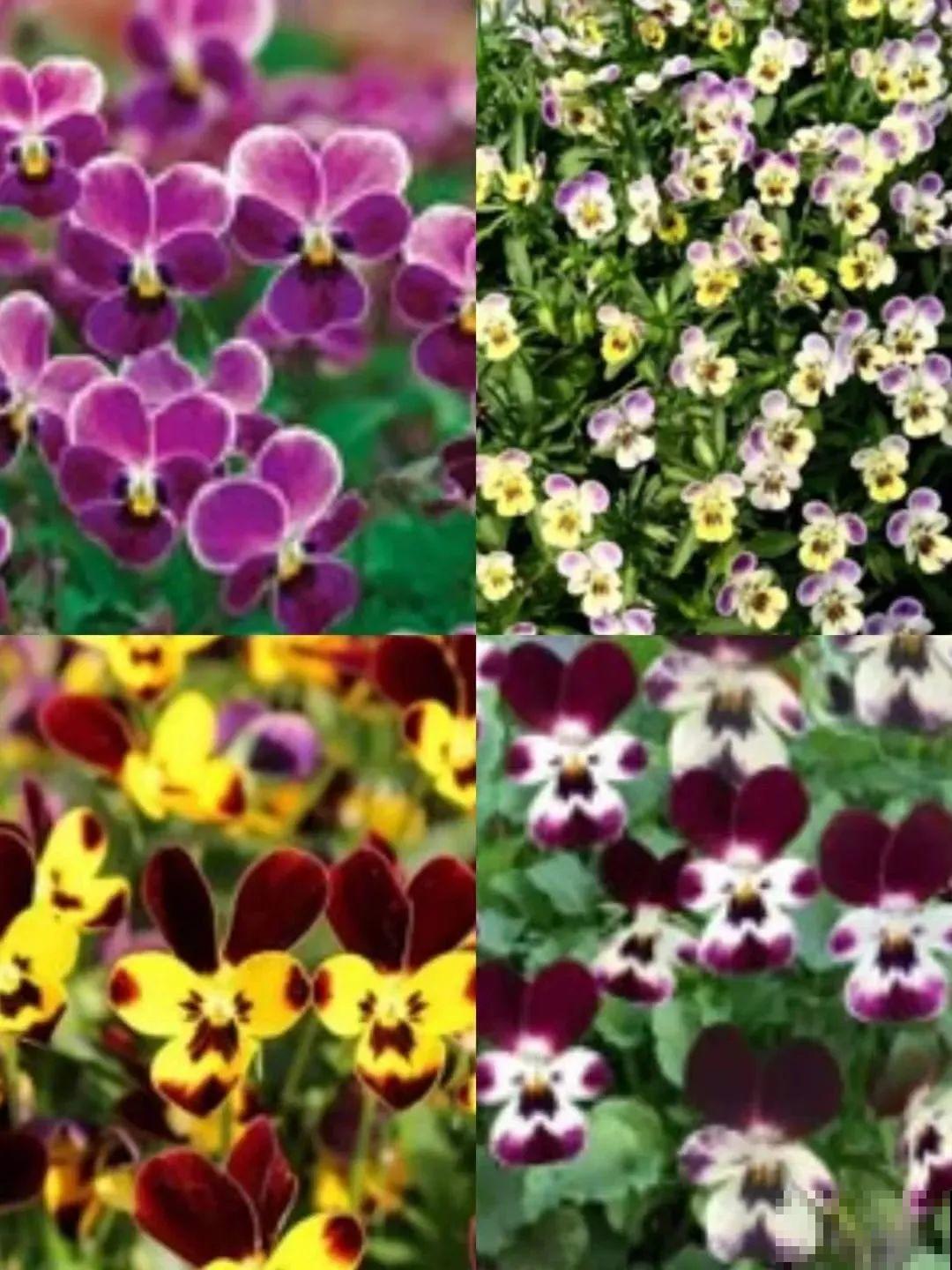 特耐寒的懒人花，-10℃冻不死，不用管也能开爆盆！