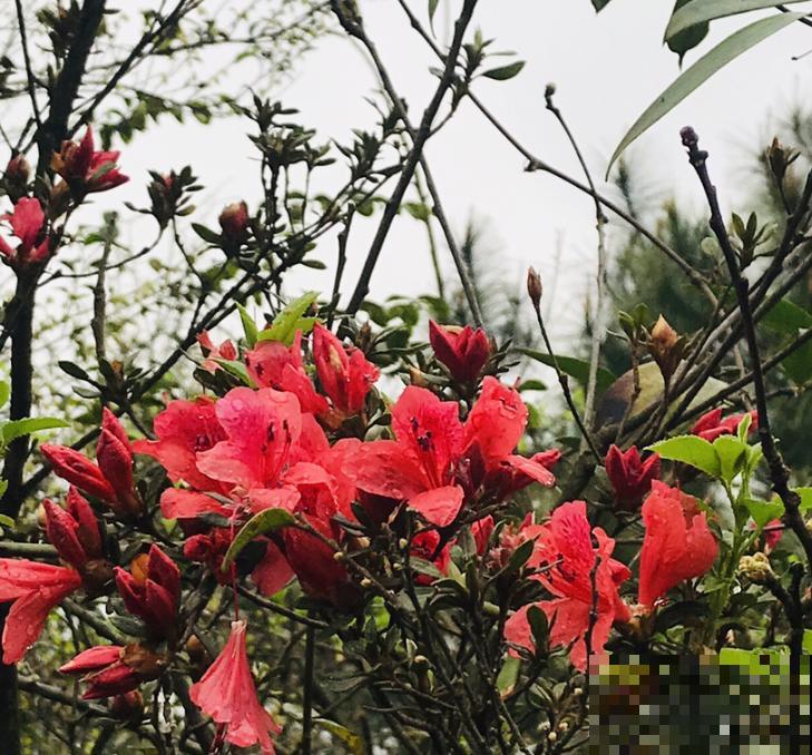 映山红不等于杜鹃花,两个标准要符合,别再搞混了! 映山红不等于杜鹃花,两个标准要符合,别再搞混了!