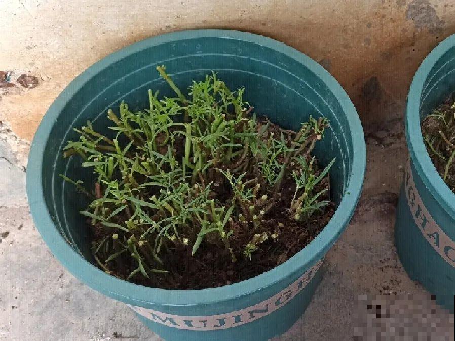 秋天降温快，家里养这9种花，要赶紧搬进屋了