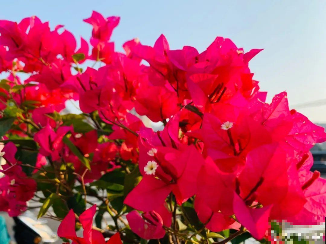 3种开花机器，喷点药水，杆子上全是花！